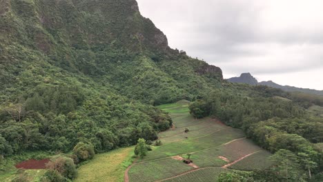 Flyback-On-Pineapple-Plantations-At-The-Foothill-Of-Mount-Rotui-In-Moorea,-French-Polynesia