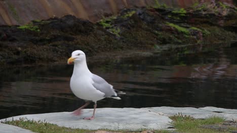 la gaviota de arenque, larus argentatus, en el muro del puerto