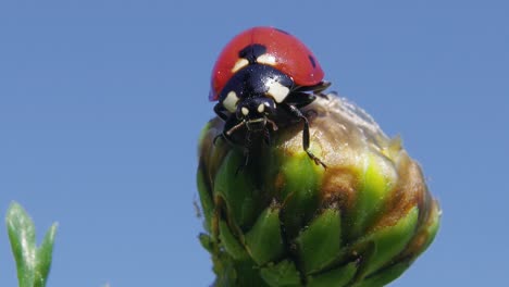 Makro-Detail-Porträt-Von-Bunt-Gefleckten-Marienkäfer-Auf-Grüne-Blütenknospe-Gegen-Blauen-Himmel