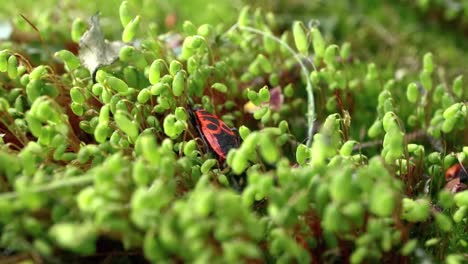 La-Chinche-De-Fuego,-Pyrrhocoris-Apterus,-Es-Un-Insecto-Común-De-La-Familia-Pyrrrhocoridae.