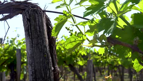 Lush-green-grapevines-in-Nemesnádudvar,-Hungary,-on-a-sunny-day,-close-up