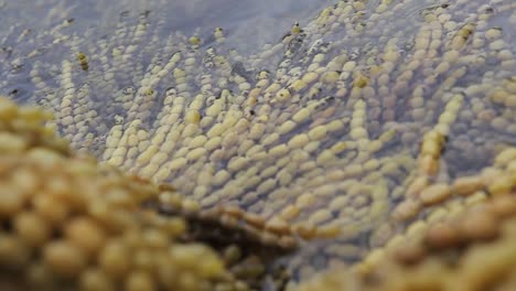 close up of seaweed being swivel by the sea tide in australian seashore