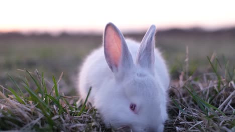 close-up of a white rabbit in a grassy field at dawn or dusk