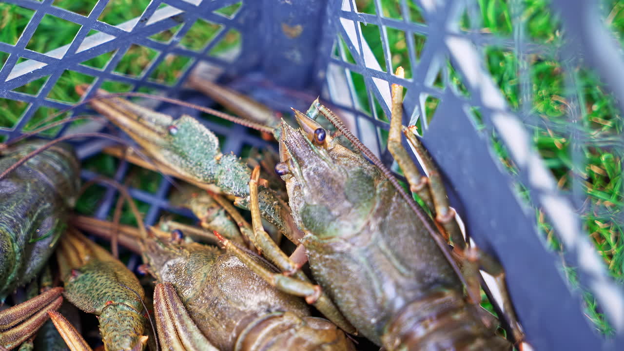 Alive crayfish in box on the grass. Moving fresh small lobster