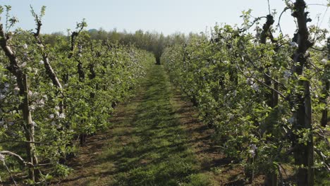 drone - aerial shot of a sunny white apple blossom with bees on a big field 25p