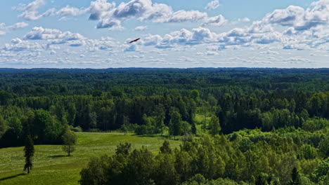 lesser spotted eagle glides across open forested area during bird tracking
