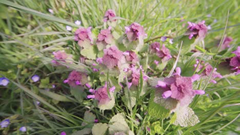 Dirty-wild-pink-primrose-flower-surrounded-by-green-grass,-handheld-shot