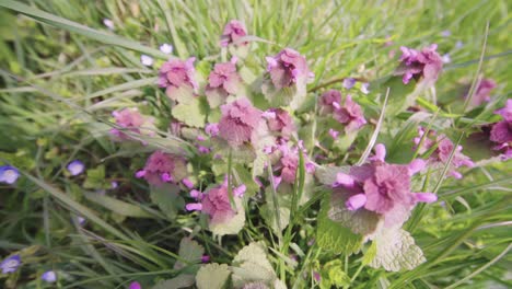 flor de prímula rosa salvaje sucia rodeada de hierba verde, tiro de mano