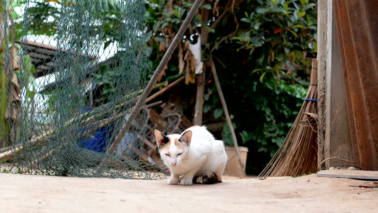 el gato que vive en el campo de tailandia