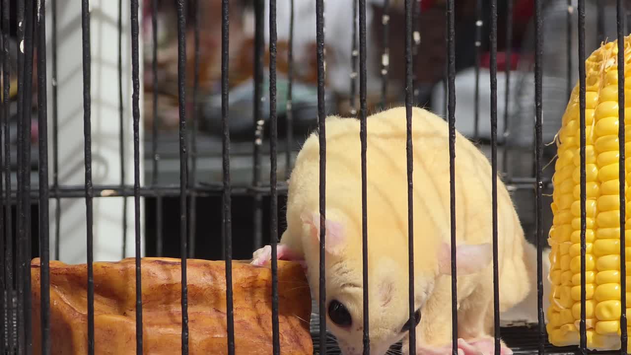 White Sugar Glider On Cage With Corn. - closeup shot