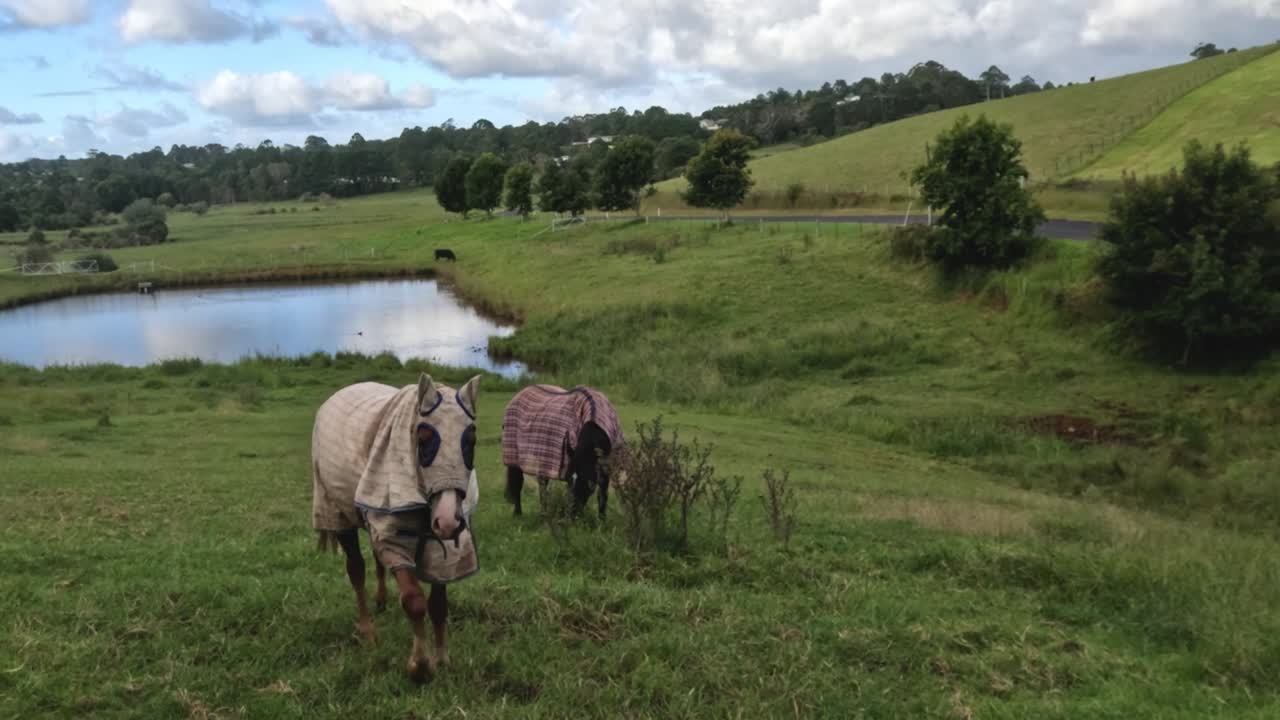 el caballo se acerca a la cámara, mostrando curiosidad