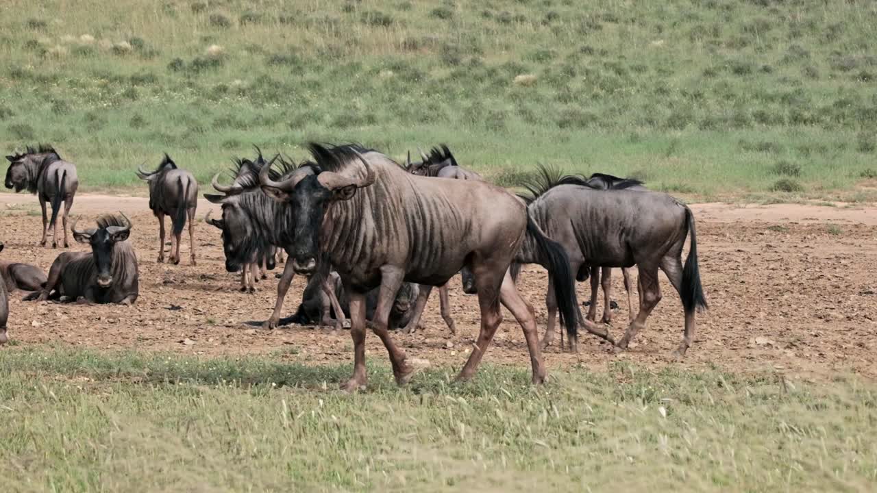 A herd of wildebeest in the Kalahari