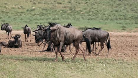 a herd of wildebeest in the kalahari