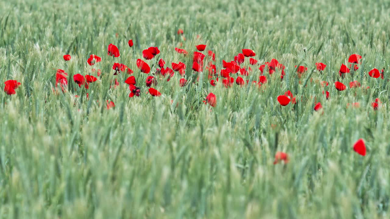 은 포피의  여름 몽펠리에 프랑스 남쪽