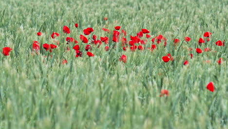 field-of-red-poppies-summer-Montpellier-south-of-France-close-up