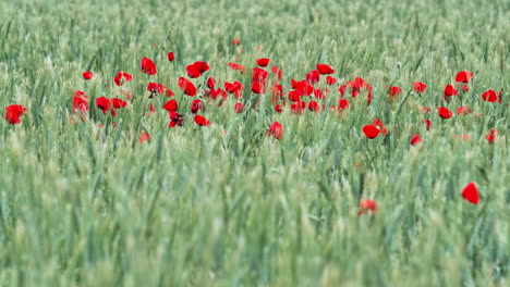 Campo-De-Amapolas-Rojas-Verano-Montpellier-Sur-De-Francia-Cerrar