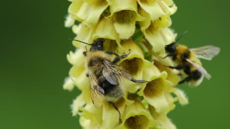 Close-up-shot-of-honey-bees-collecting-nectar-from-yellow-flower