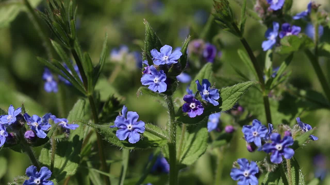 Green Alkanet, Pentaglottis sempervirens, in flowering in late Spring. UK