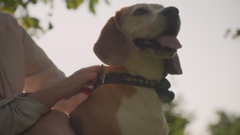 dog owner squatting on grassy field gently rubbing dog s head with grooming glove under bright sunlight while holding leash, sunlight creates a soft silhouette effect on both the owner and the dog