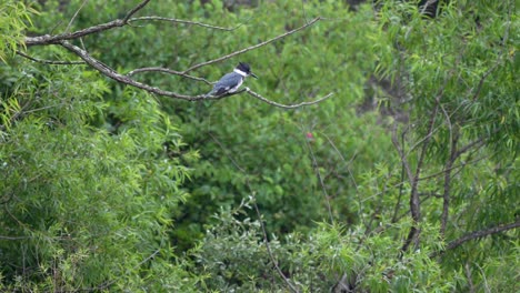 A-belted-kingfisher-perched-on-a-branch-above-a-shallow-lake