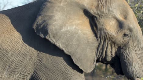 tracking shot of elephant walking in south africa