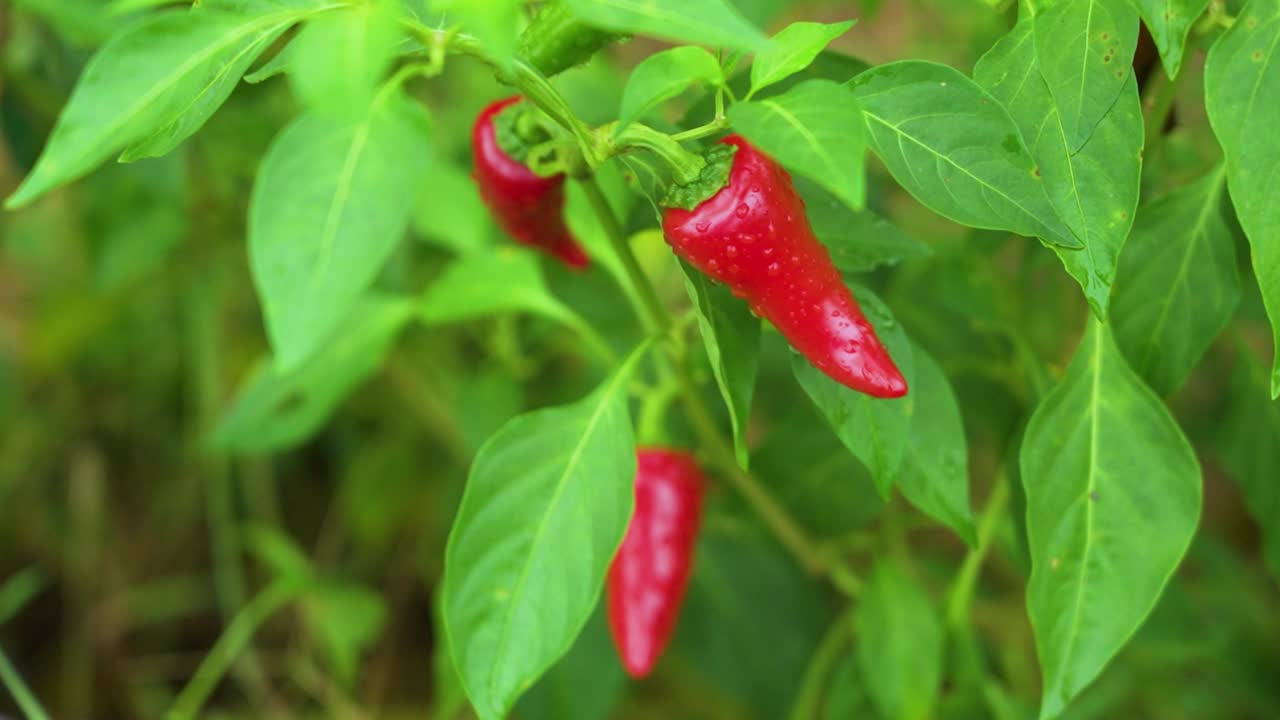 Three hot pepper or fresh red chilli pepper with drops of water, directly without picking from the plant