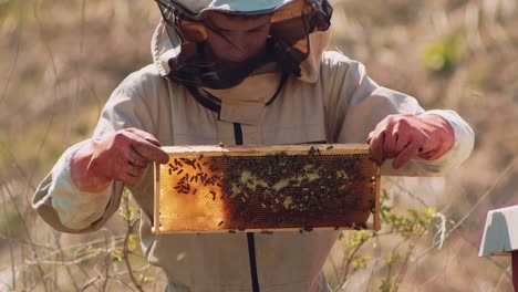 Junger-Imker-In-Einem-Schutzanzug,-Der-Eine-Wabe-Voller-Bienen-Und-Honig-Hält