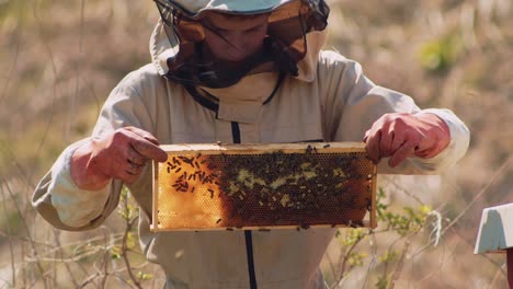 young beekeeper in a protective suit holding a honeycomb full of bees and honey