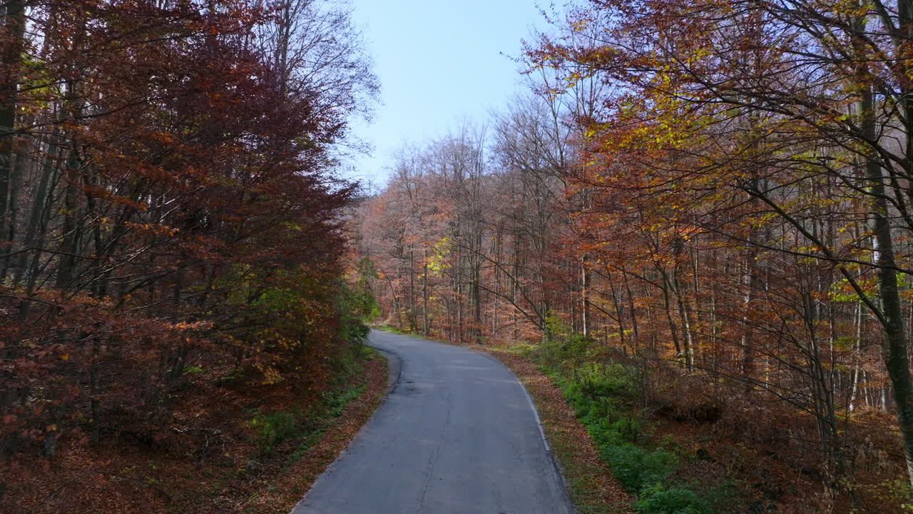 Autumn Road Drive Through a Colorful Forest