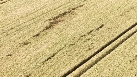 aerial view of grain fields showing harvest patterns and textures