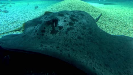 manta ray swimming gracefully in aquarium waters