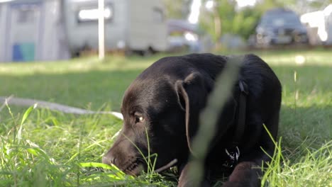 Lindo-Cachorrito-Labrador-Retriever-Comiendo-Hierba-Mientras-La-Hora-Dorada