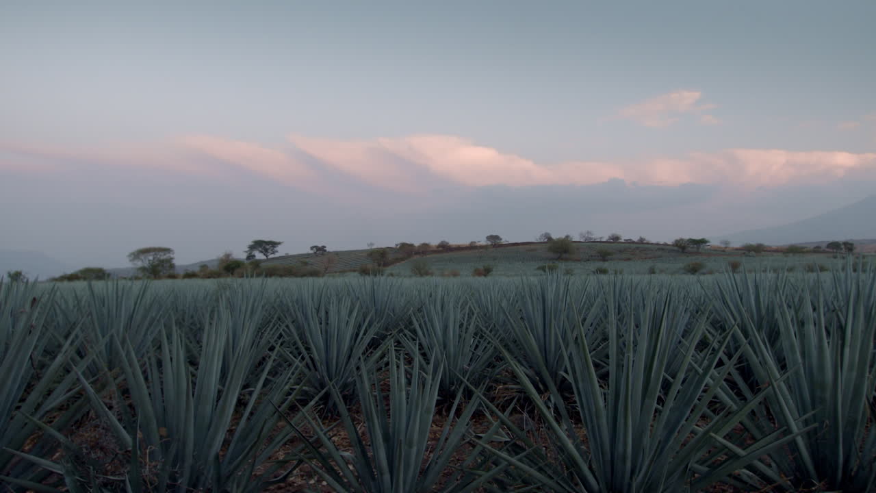 campos de agave entre las montañas de tequila, jalisco, méxico