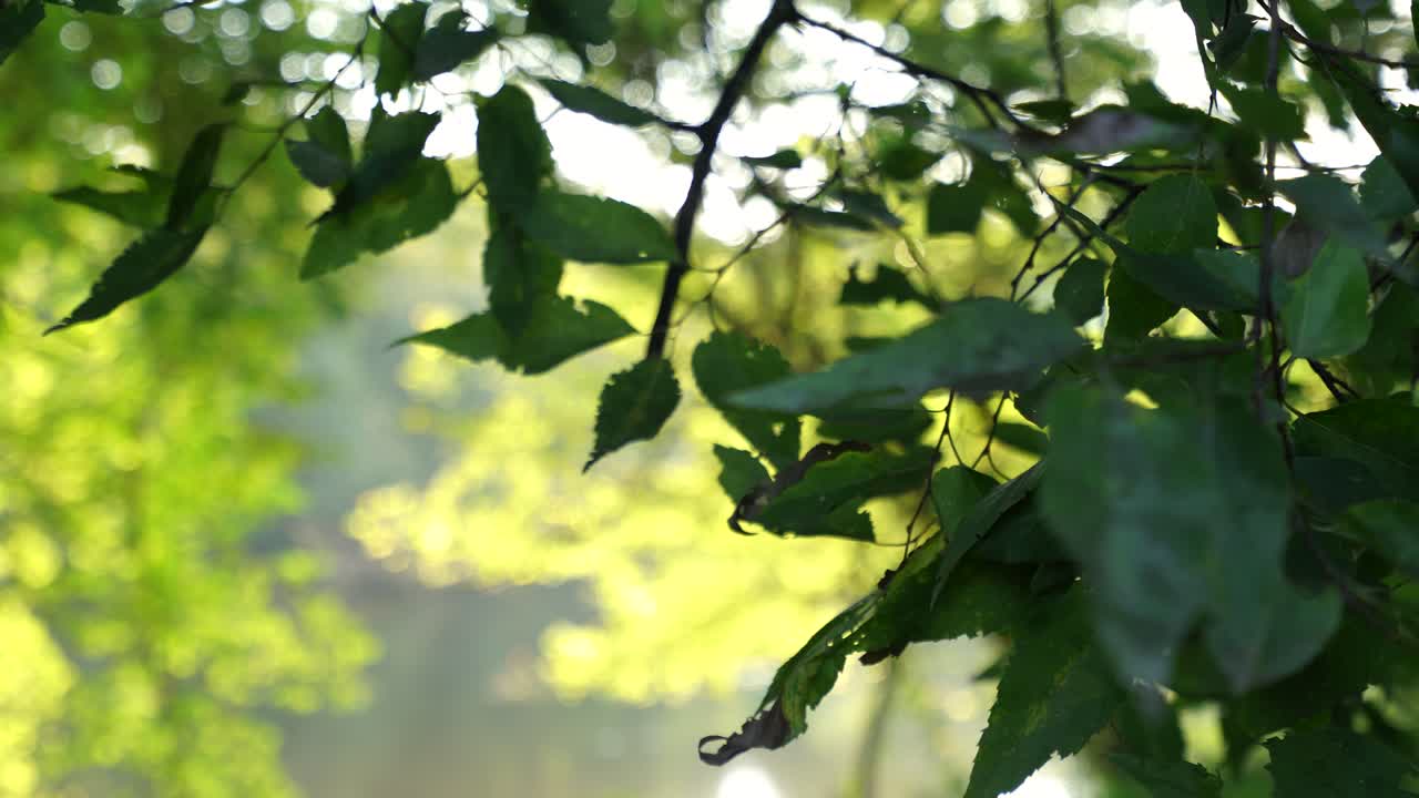 올름 나무 잎 을 드러내는 슬라이더  ⁇