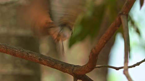 telephoto shot of a brown thrasher taking off from a tree branch in slow motion