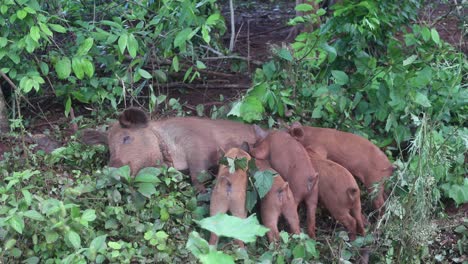 piglets sucking milk from pig breast on forest