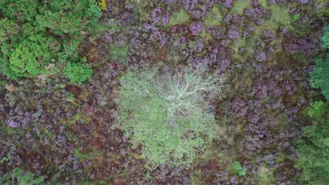 rotación aérea mirando hacia abajo sobre el abedul plateado con brezo en flor