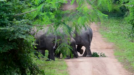 the asiatic elephants are endangered species and they are also residents of thailand