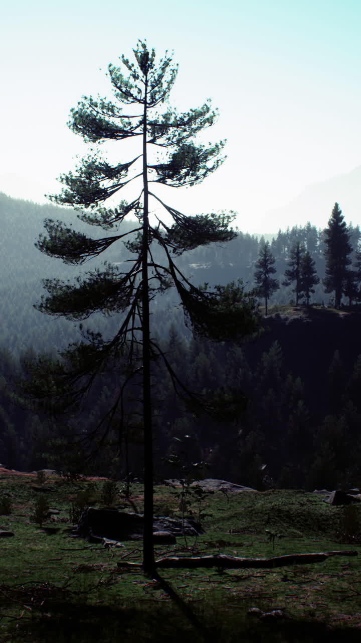 un pino solitario en un bosque de montaña lleno de niebla