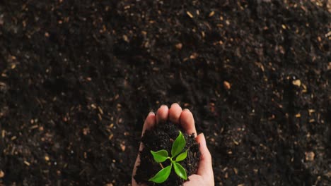 close up of black dirt mud with a tree sprout on farmer's hand in the garden