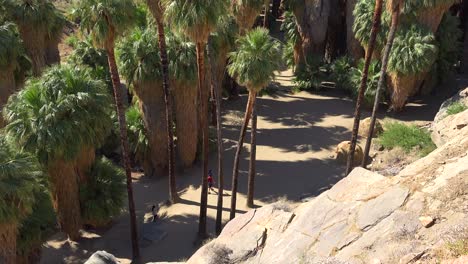 Aufkippen-Eines-Palmenhains-Oder-Palmenwaldes-In-Der-Nähe-Von-Palm-Springs-Kalifornien