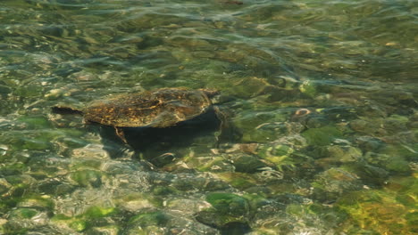 endangered green sea turtle feeding in shallow water in hawaii on shallow water reef