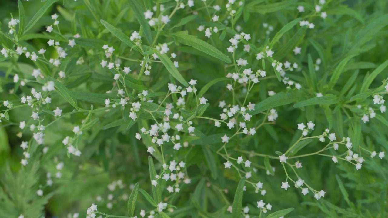 Parthenium Tree is an extremely unhealthful plant.