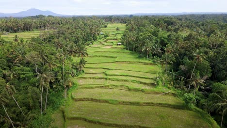 Paisaje-Verde-Con-Densos-árboles-Tropicales-En-Terrazas-De-Arroz-Jatiluwih-En-Bali,-Indonesia