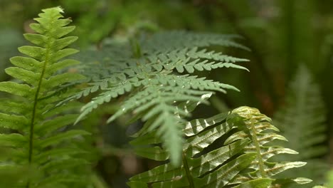 water droplets on fern leaf