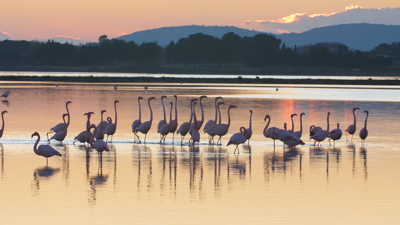 바리어 연못에서 분홍색 플라밍고와 함께 놀라운 일몰 빛. 프랑스