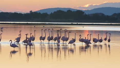 Amazing-sunset-light-with-pink-flamingos-in-a-barrier-pond.-France