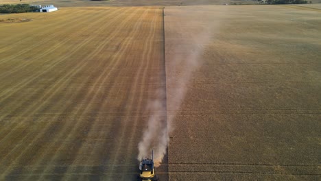 aerial drone view from above of a modern combine harvester reaping wheats at sunset in alberta, canada