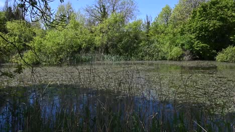 still water in sunlight with lily pads ,reeds and trees in a gentle breeze