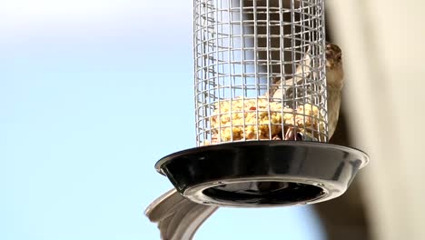 Haussperling-Im-Heimischen-Garten,-Der-Futter-Aus-Dem-Futterkäfig-Holt